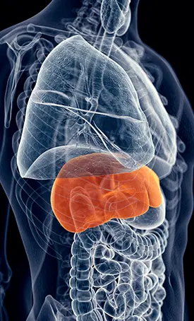 HEPATOBURN